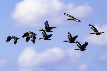 Patos Selvagens Voando