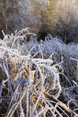 Fairytale snowy winter countryside with frosted icy Trees and Plants
