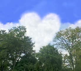 Fototapeta premium Landscape - forest on the field, the blue sky and white clouds