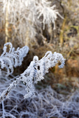 Fairytale snowy winter countryside with frosted icy Trees and Plants
