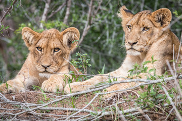 Two Lion cubs laying in the grass.