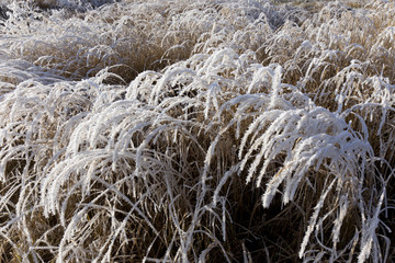 Fairytale snowy winter countryside with frosted icy Trees and Plants