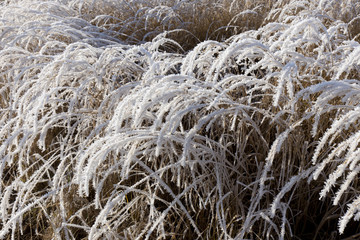 Fairytale snowy winter countryside with frosted icy Trees and Plants