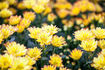 Yellow chrysanthemum flowers