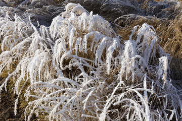 Fairytale snowy winter countryside with frosted icy Trees and Plants