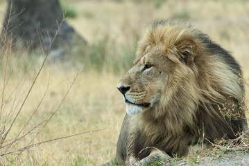 Löwe (Panthera leo), in der Savanne, Botswana
