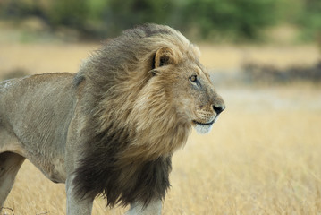 Löwe (Panthera leo), in der Savanne, Botswana