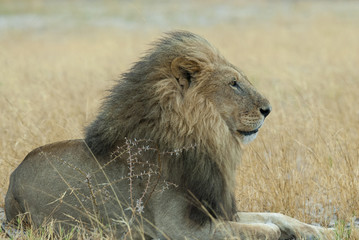 Löwe (Panthera leo), in der Savanne, Botswana