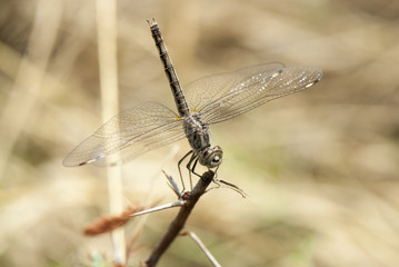 dragonfly, okavango delta, Botswana