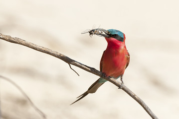 Scharlachspint (Merops nubicoides), am Ufer des Sambesi, Namibia