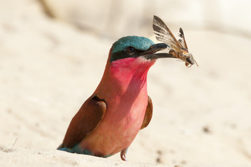 Scharlachspint (Merops nubicoides), am Ufer des Sambesi, Namibia