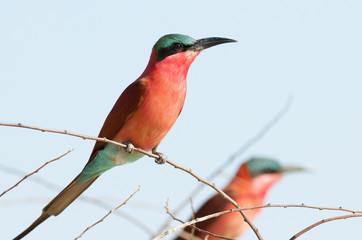 Scharlachspint (Merops nubicoides), am Ufer des Sambesi, Namibia