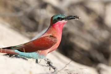 Scharlachspint (Merops nubicoides), am Ufer des Sambesi, Namibia