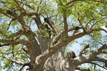 Baobab tree, Namibia