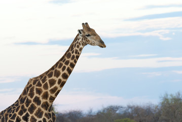 Closeup einer Giraffe, Abendstimmung, Namibia 