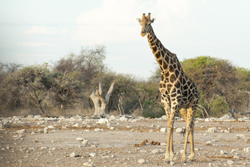 Giraffe auf dem Weg zum Wasserloch, Namibia