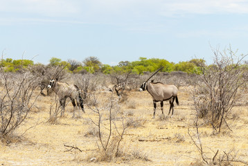 Etosha National Park, Oryx antelope, Namibia