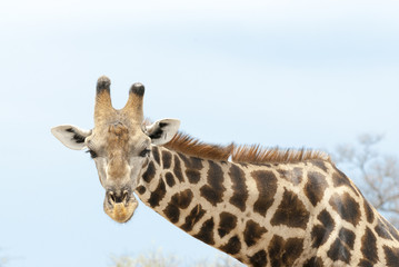 Closeup einer Giraffe, Namibia 