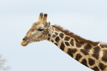 Closeup einer Giraffe, Namibia 
