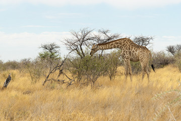 South African giraffe feeding, Namibia