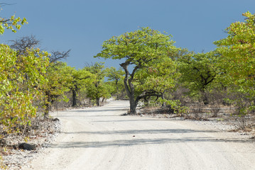 unbefestigte Straße im Etosha Nationalpark, Namibia