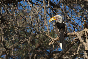 Southern yellow-billed hornbill on a tree, Namibia © Stefan Scharf