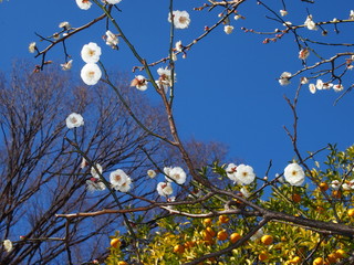 早春の季語、探梅/寒い時に花を咲かせる梅は見る人に希望を与える。良く探さないと見付からないことから探梅。芭蕉の付けた季語。