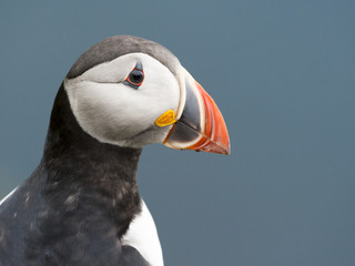 Portrait eines Papageitauchers in Norwegen