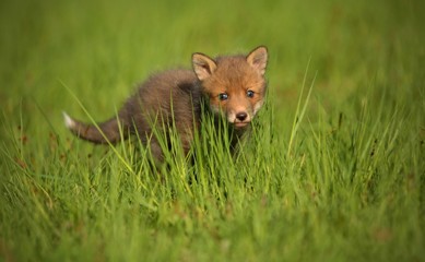 Red fox baby crawls in the grass, captive animal in the nature habitat, red fox puppy, european forest animals