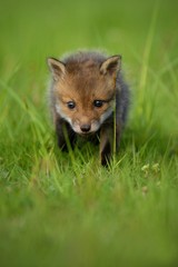 Red fox baby crawls in the grass, captive animal in the nature habitat, red fox puppy, european...