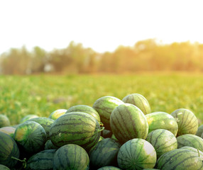 Watermelon in the garden