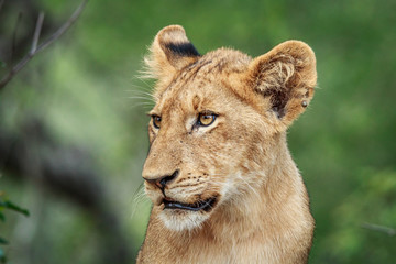Side profile of a Lion cub.