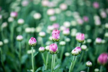 Pink chrysanthemum flowers