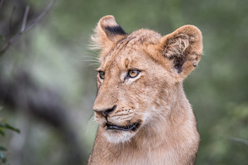 Side profile of a Lion cub.