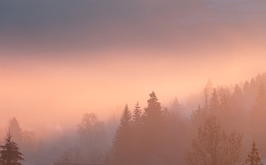 Morning fog over mountain hollow. Carpathian mountains. Ukraine.