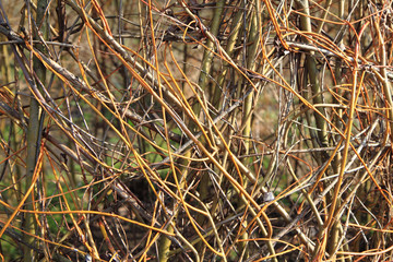 spring willow sticks