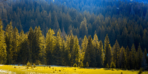 Spruce trees in the morning sunlight. Carpathian mountains. Ukraine.