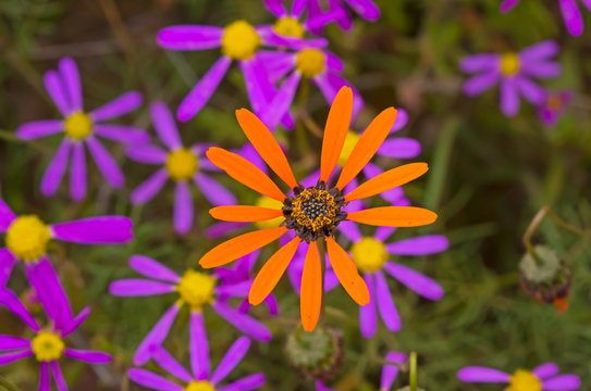 Bright Orange Daisy with Purple Flowers in Background