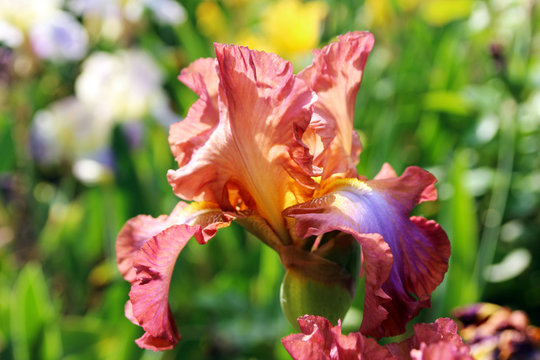 Blooming bright hybrid iris in the spring garden.
