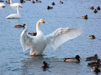 White Swan on a winter lake spreading its wings