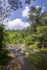 Fototapeta na wymiar Sinharaja Forest Reserve, Sri Lanka
