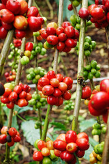 Coffee beans ripening on a tree.