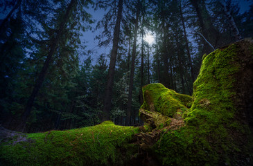 Fototapeta premium Fairytale night forest by the moonlight. Fallen tree trunk, covered by green moss, on foreground.
