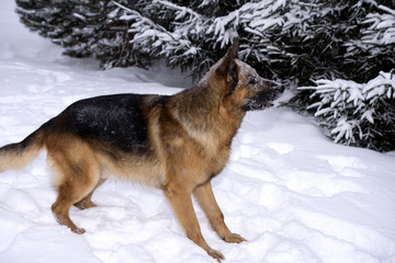 german shepherd playing in the winter
