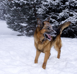 german shepherd guarding territory