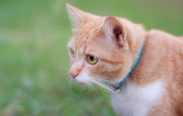 portrait of yellow cat