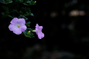 Little pink petunia flower in the dark background. Low key.
