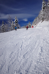 Fototapeta na wymiar ski de piste - domaine de saint pierre de chartreuse