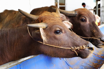 Thailand buffalo waiting for food.