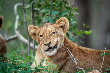 Lion cub chewing on a stick.